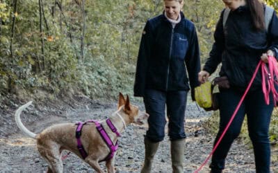 Hundebegegnungen: Grundlagen mit Anke – in Kirchdorf an der Iller