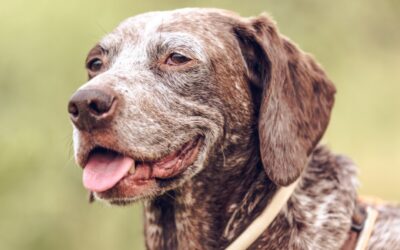 Weil Stress für Hunde mehr ist als nur der Auslöser