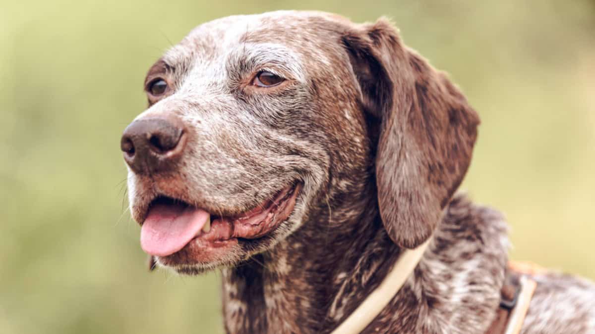 Deutsch kurzhaar Portraifoto - mit leichter stressfalte im gesicht